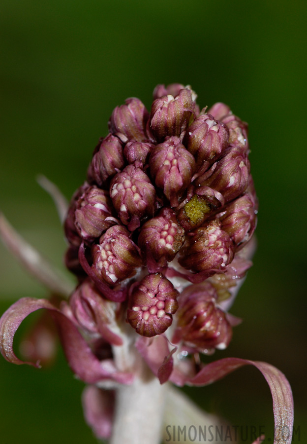 Petasites paradoxus [105 mm, 1/60 sec at f / 10, ISO 200]